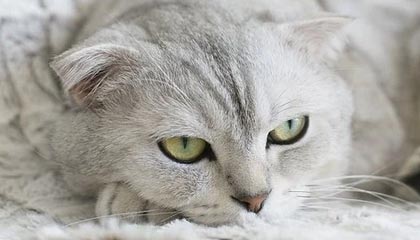 开云-场上是队友场下是导师 老将的作用远不止一面